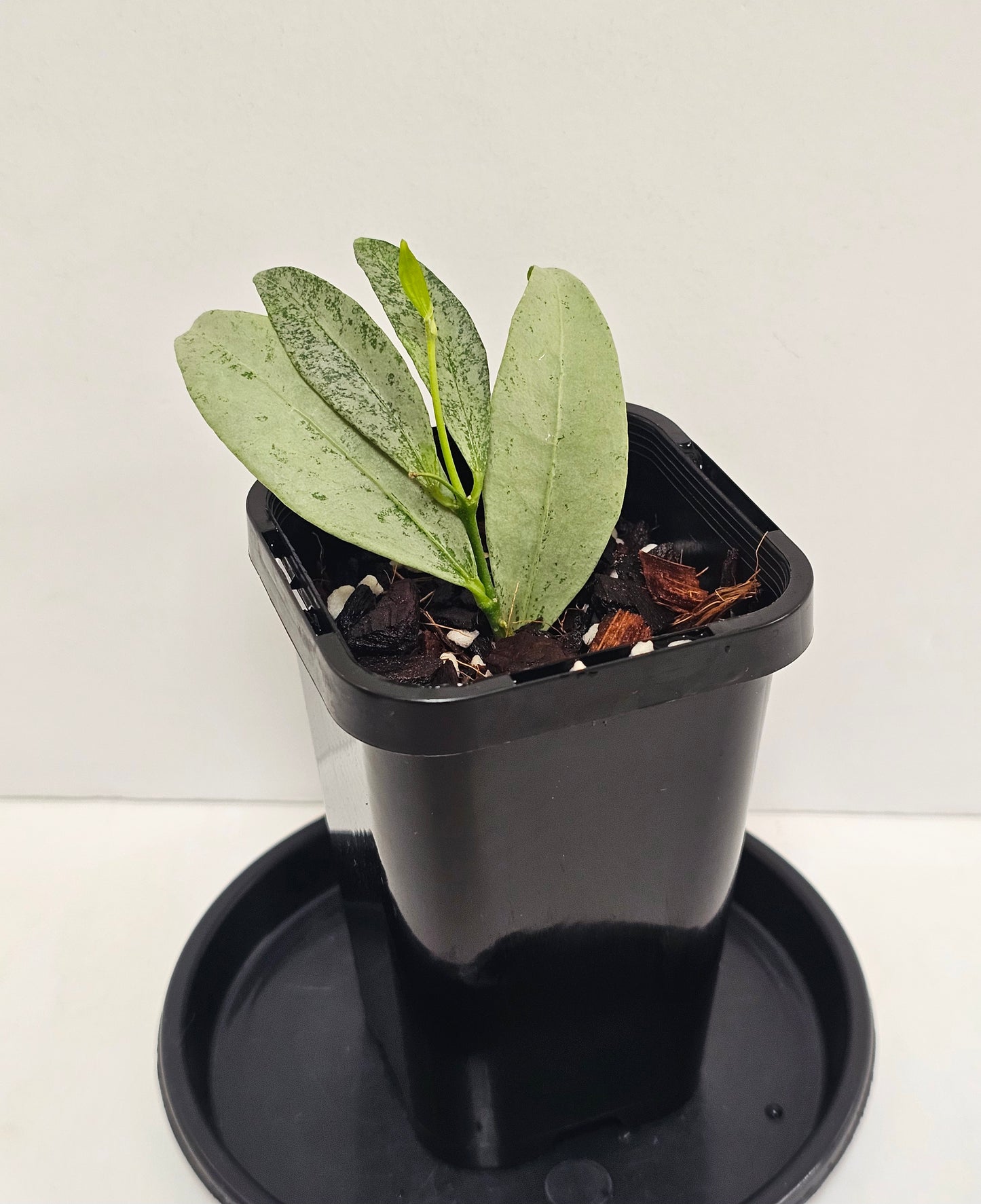 Hoya amicabilis 'Silver' RARE