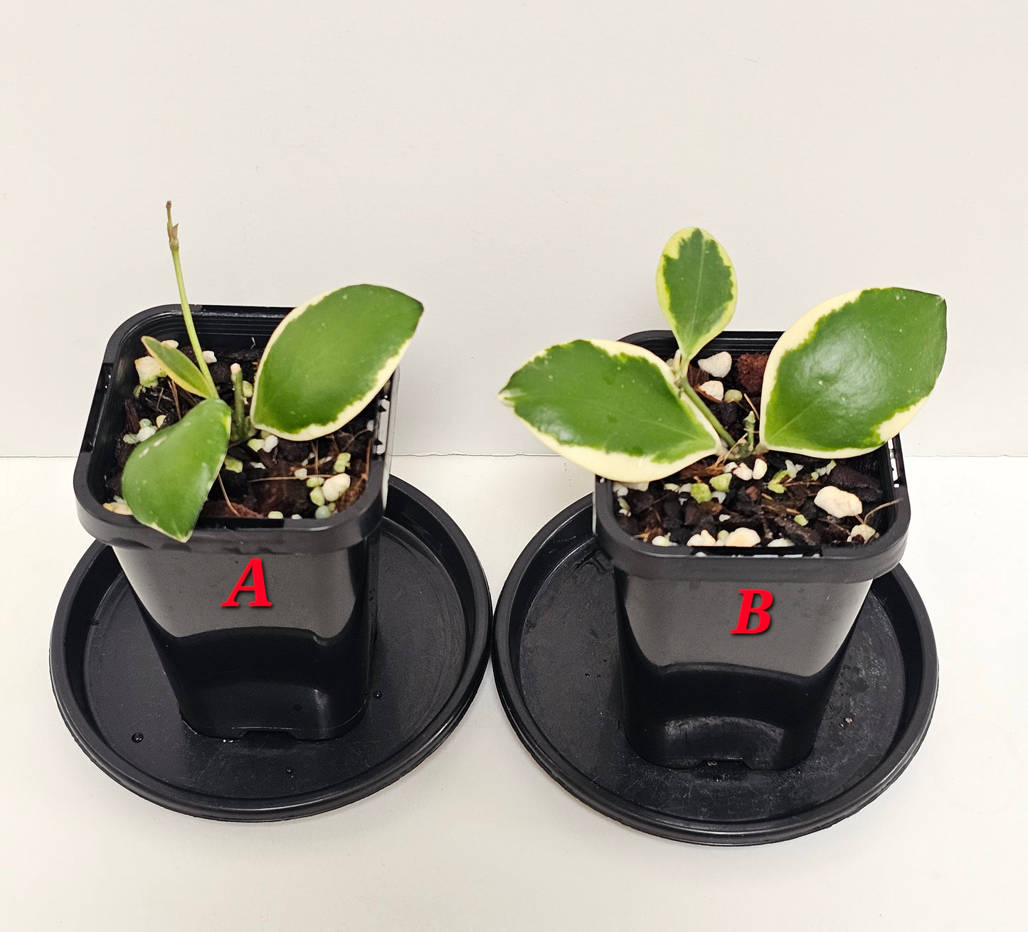 Hoya incurvula Albomarginata  (Rare)