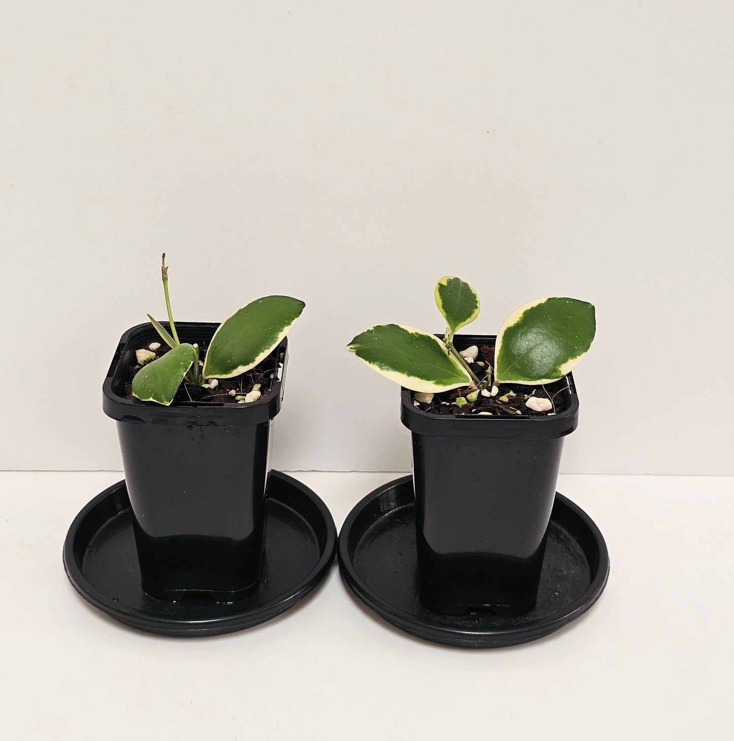 Hoya incurvula Albomarginata  (Rare)