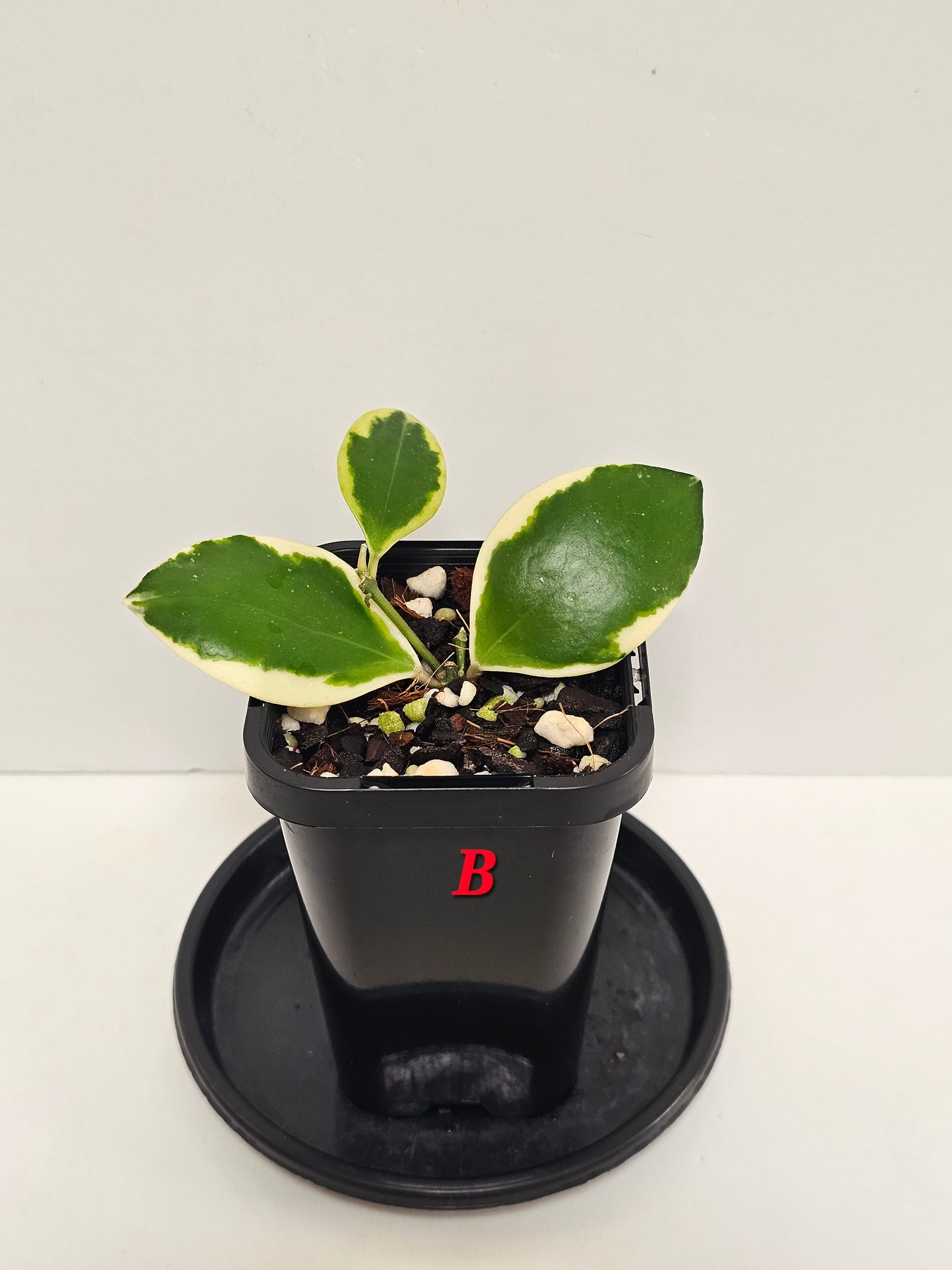 Hoya incurvula Albomarginata  (Rare)