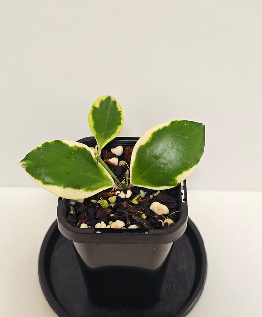 Hoya incurvula Albomarginata  (Rare)