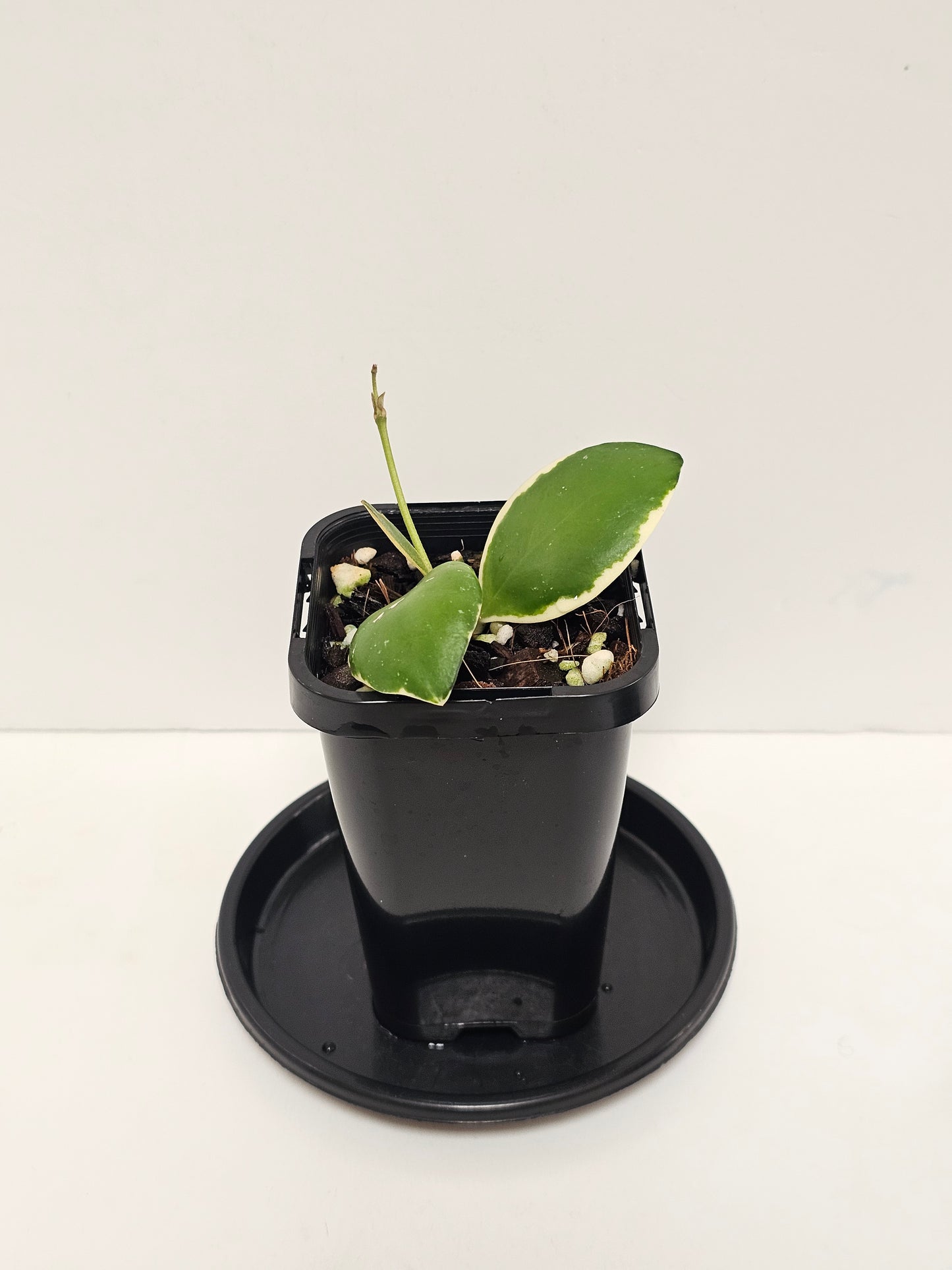Hoya incurvula Albomarginata  (Rare)