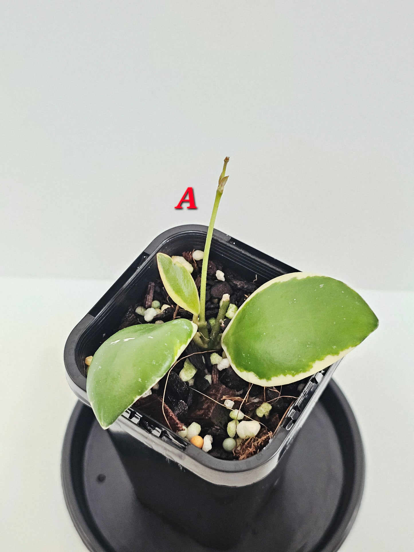Hoya incurvula Albomarginata  (Rare)