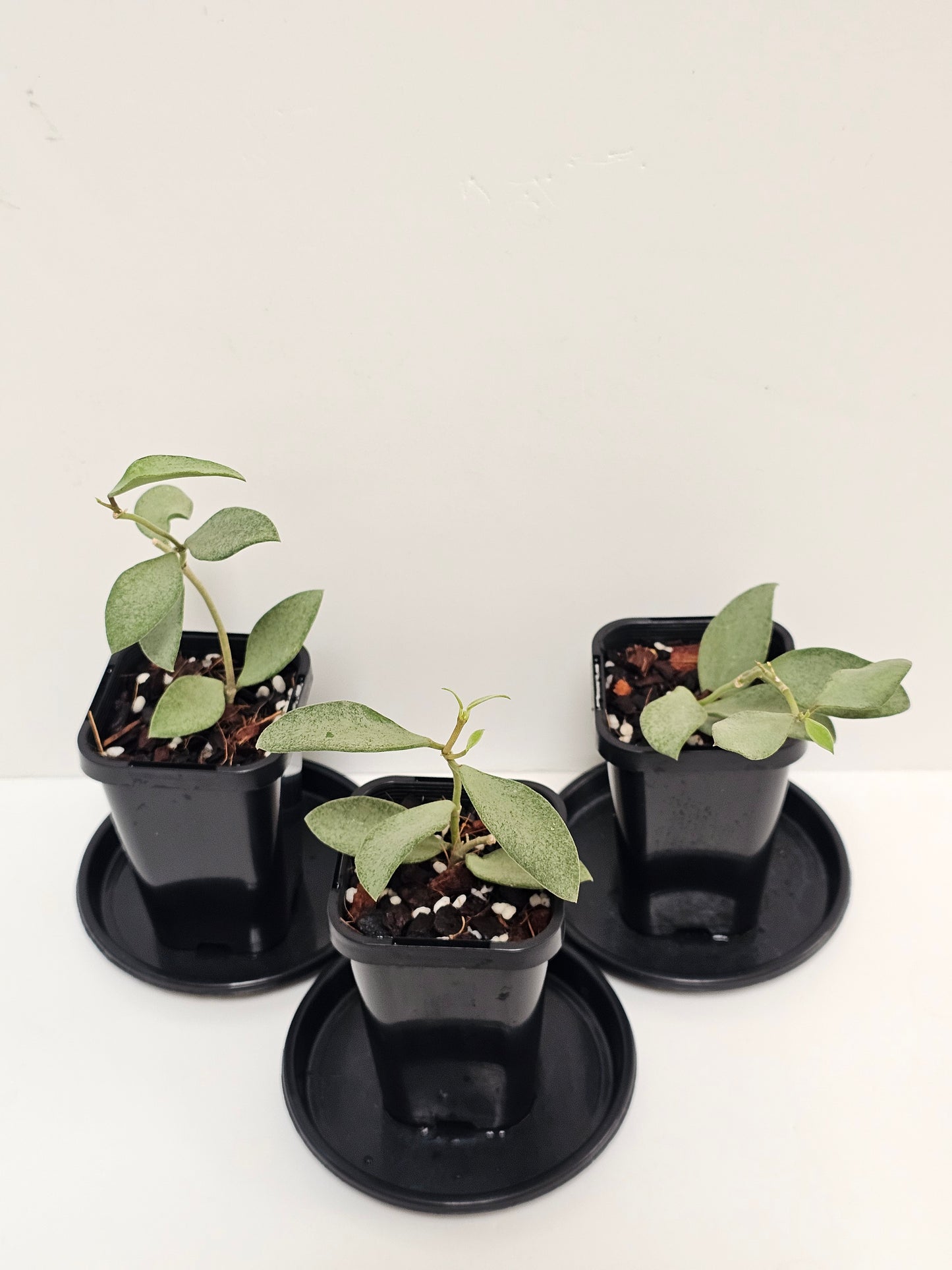 Hoya nummularioides 'Silver'