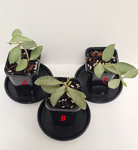 Hoya nummularioides 'Silver'