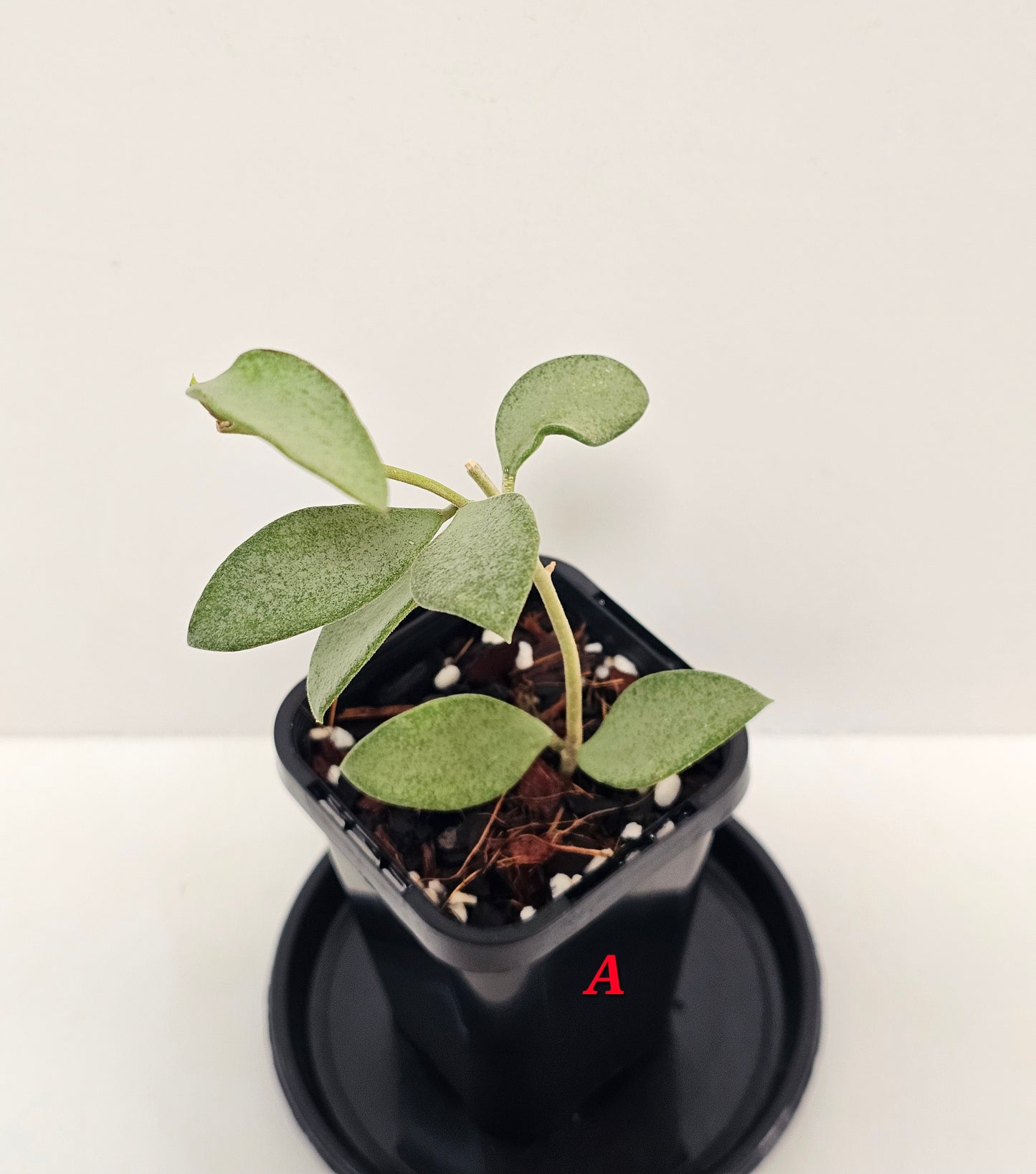 Hoya nummularioides 'Silver'