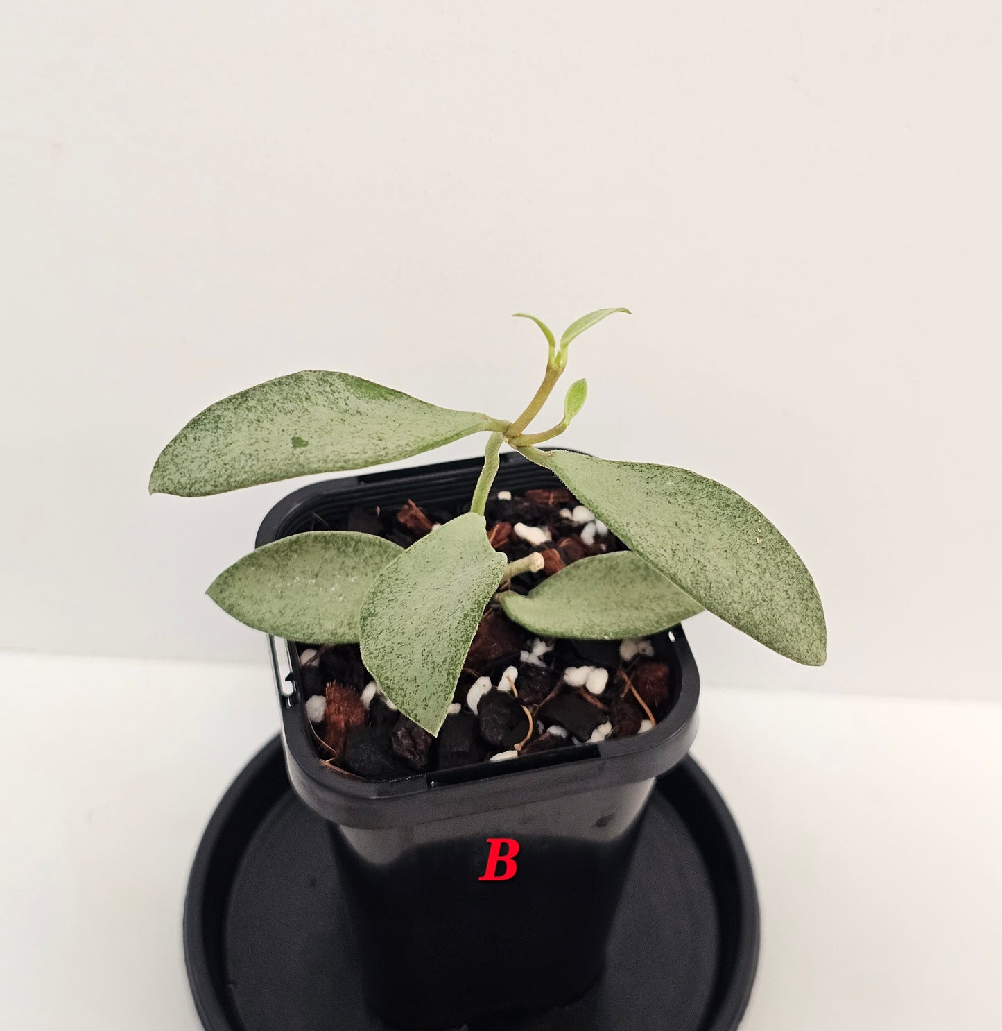 Hoya nummularioides 'Silver'