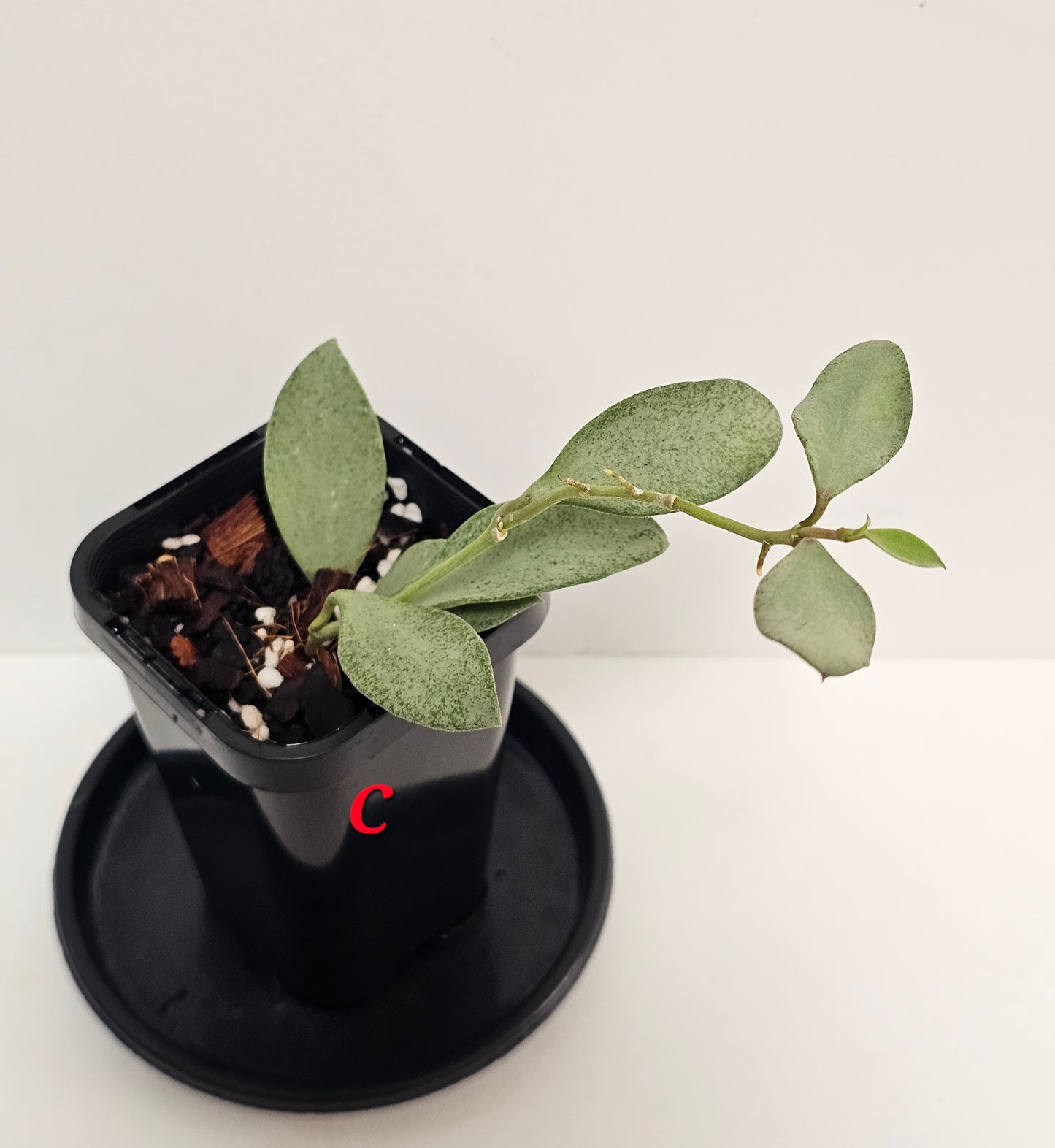 Hoya nummularioides 'Silver'