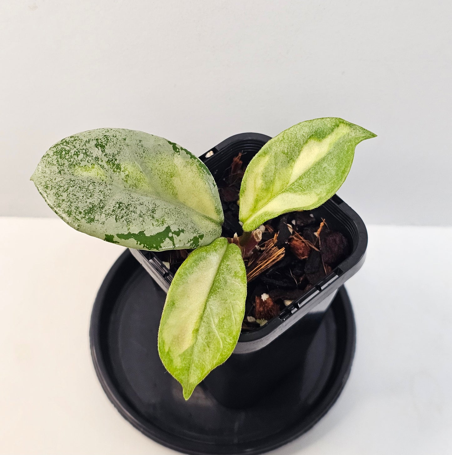 Hoya 'Argentea Princess'