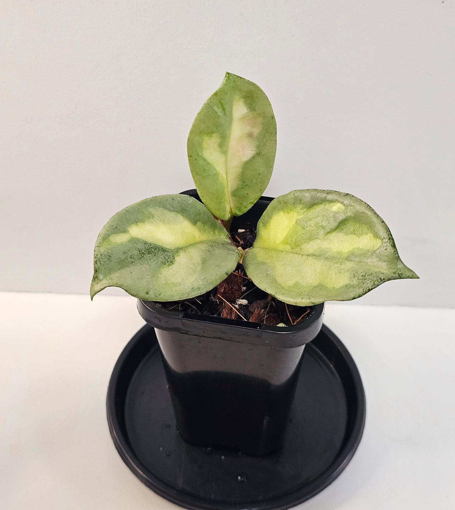 Hoya 'Argentea Princess'