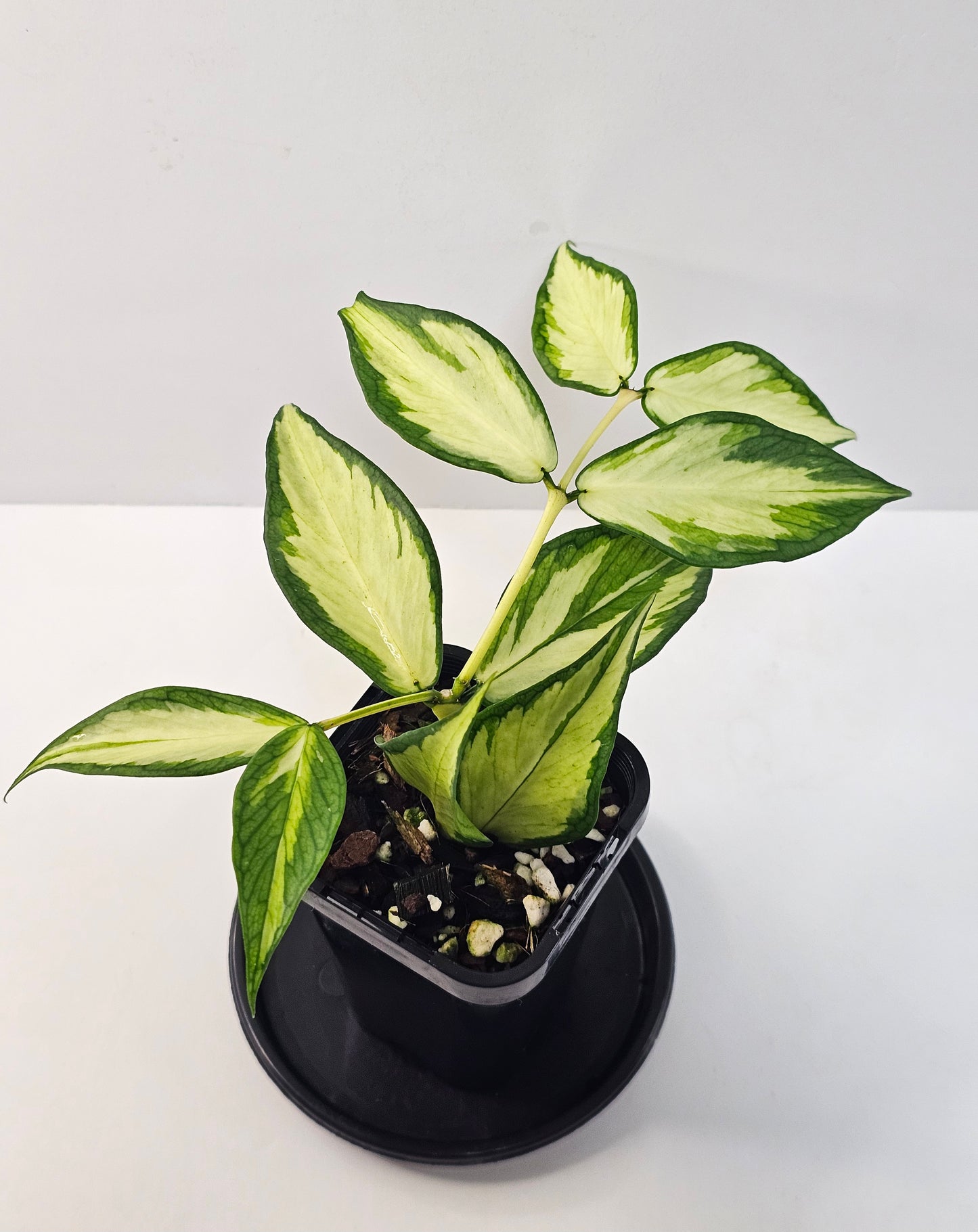 Hoya polyneura 'Inner Variegated'