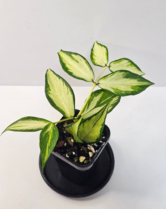 Hoya polyneura 'Inner Variegated'