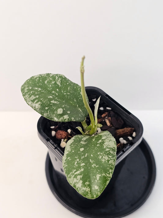 Hoya waymaniae 'Cloudy Sky'