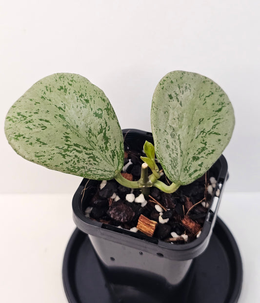 Hoya chiang dao 'Silver' RARE