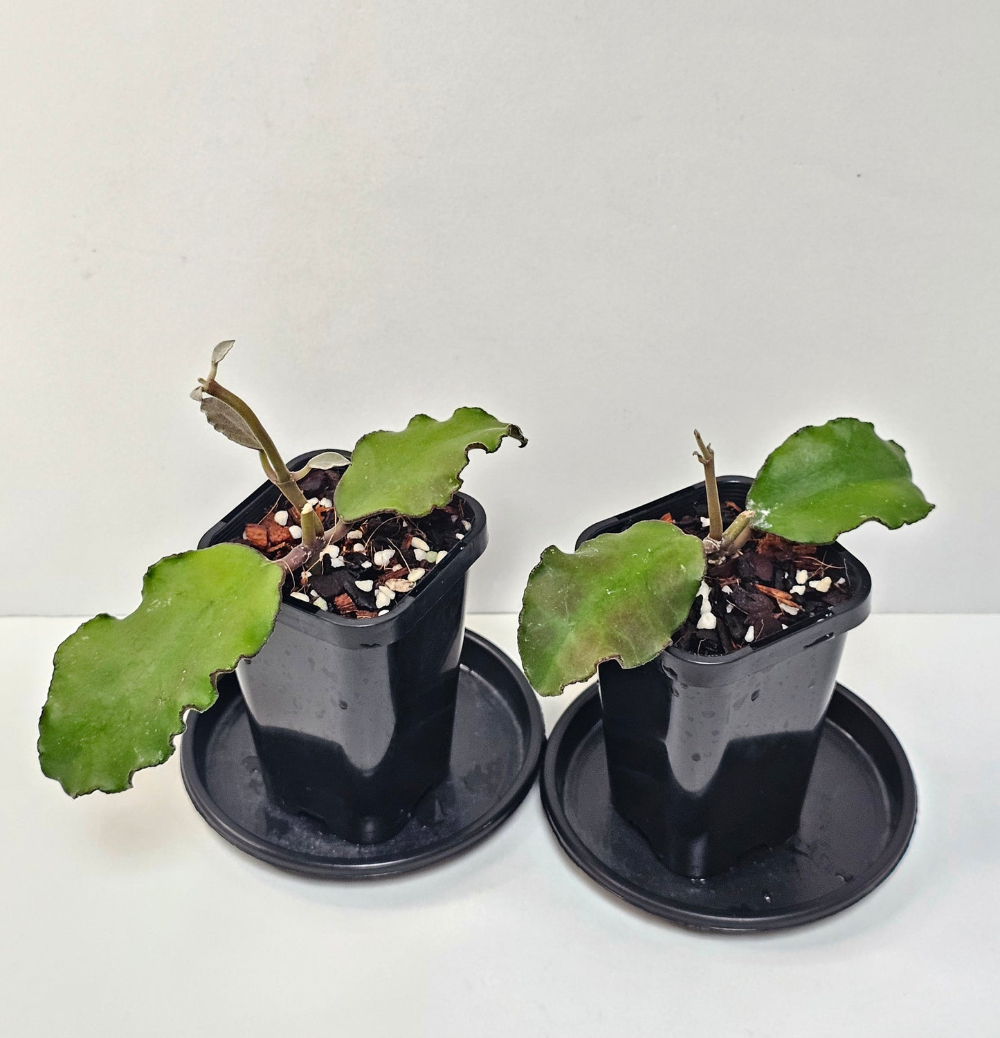 Hoya waymaniae (Borneo Species)