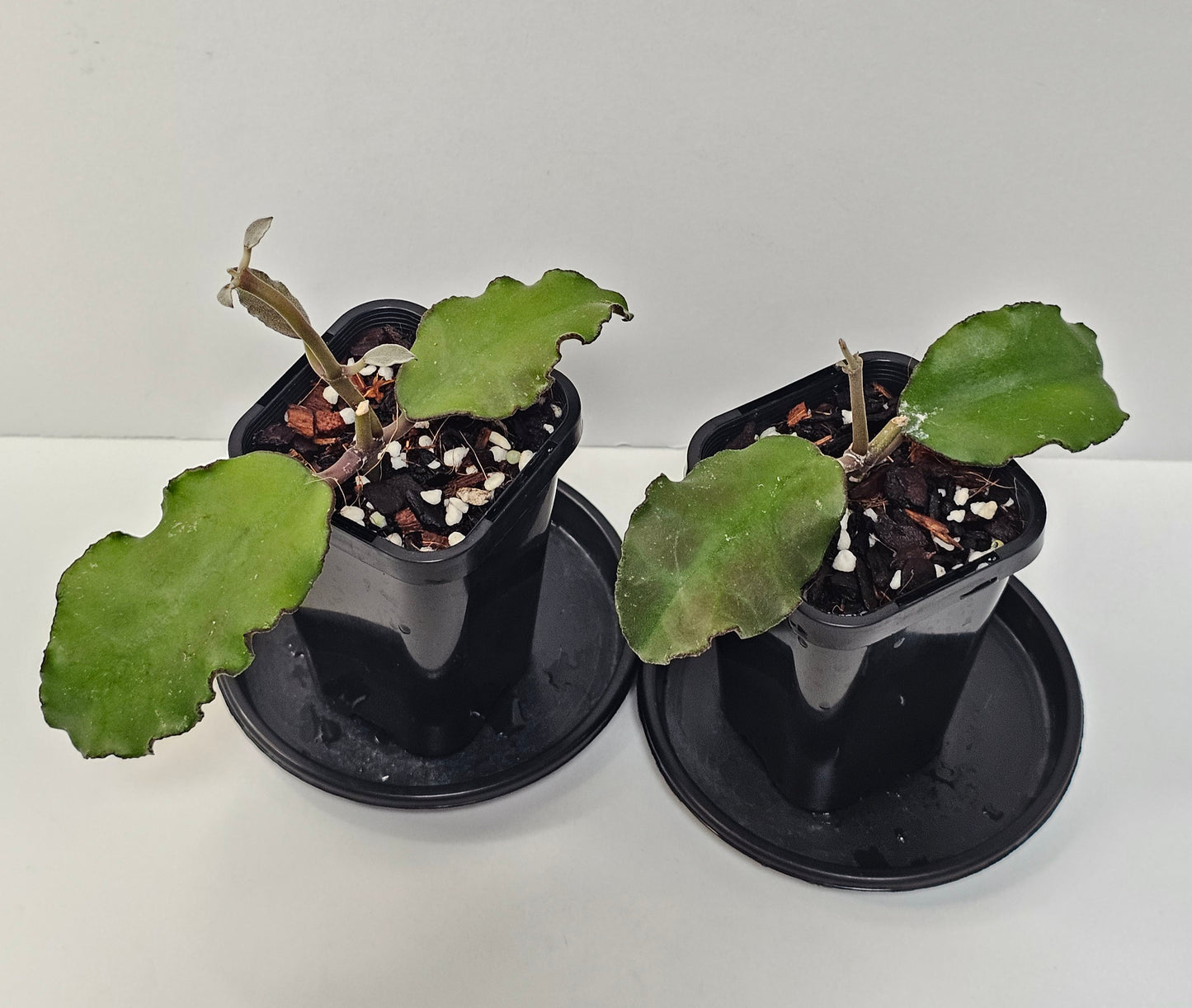 Hoya waymaniae (Borneo Species)