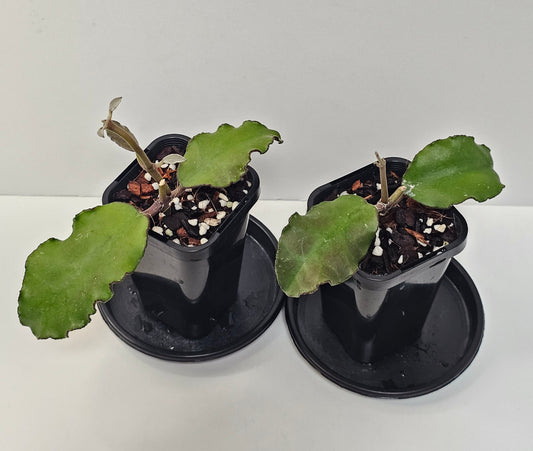 Hoya waymaniae (Borneo Species)