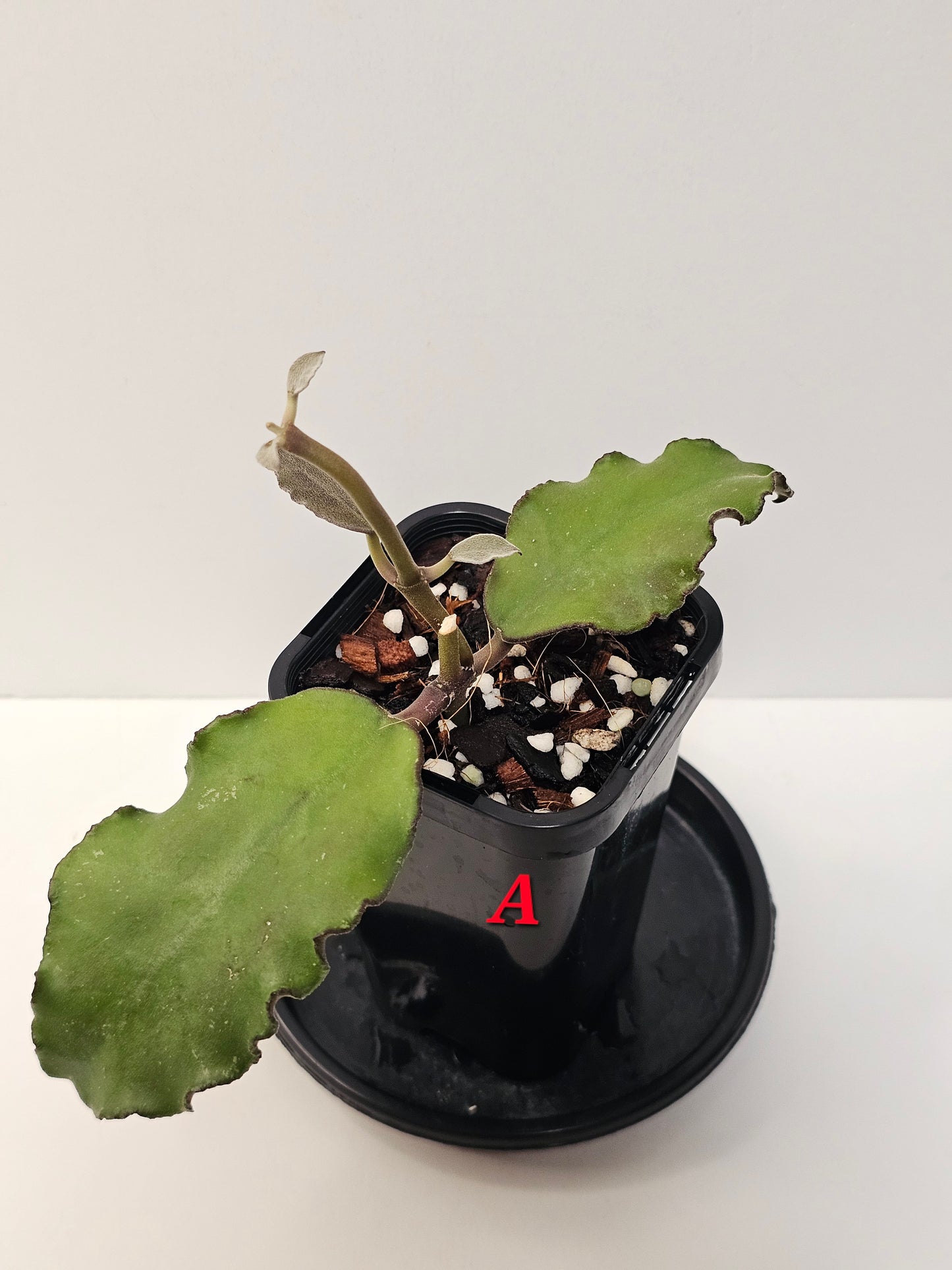 Hoya waymaniae (Borneo Species)
