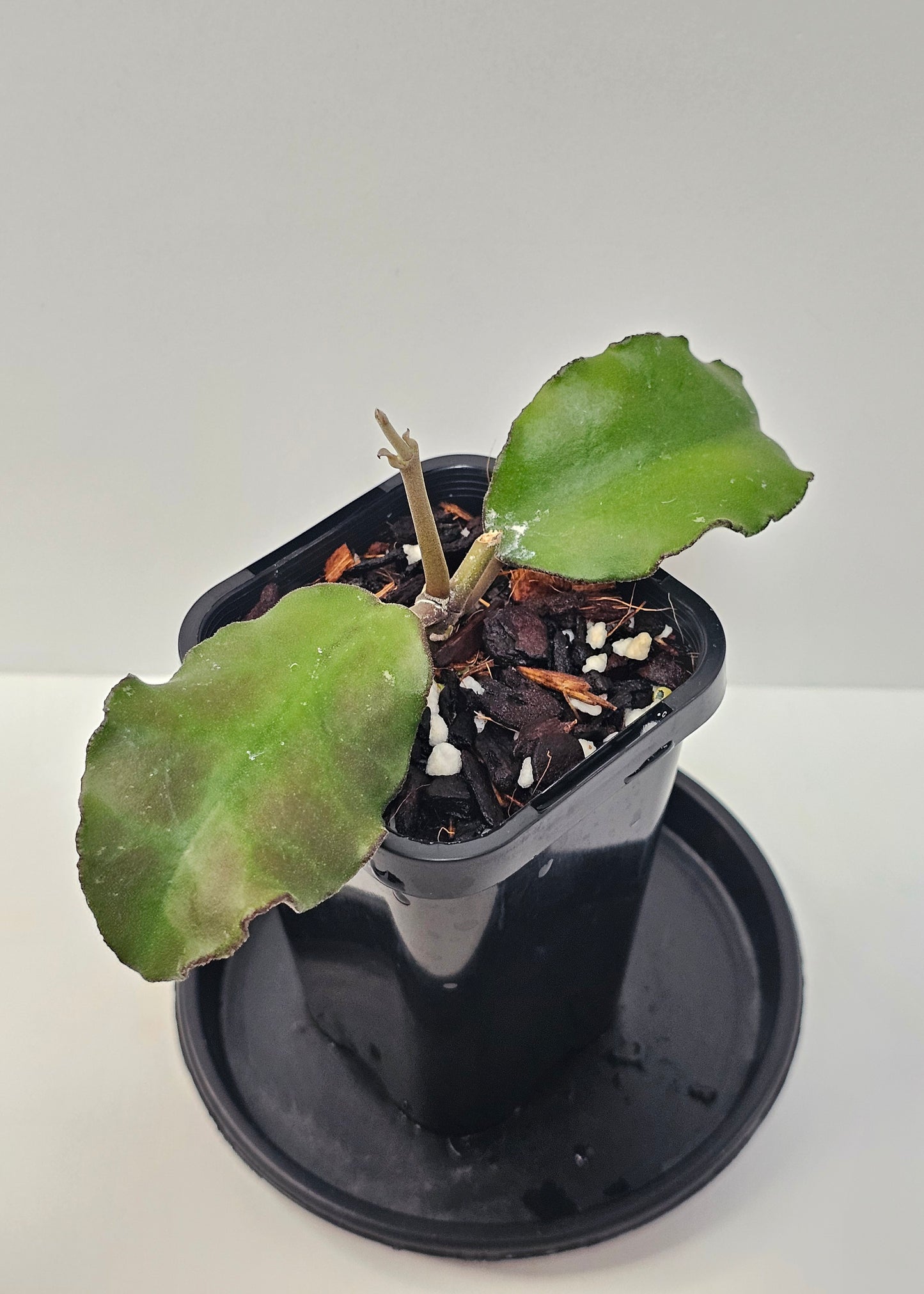 Hoya waymaniae (Borneo Species)
