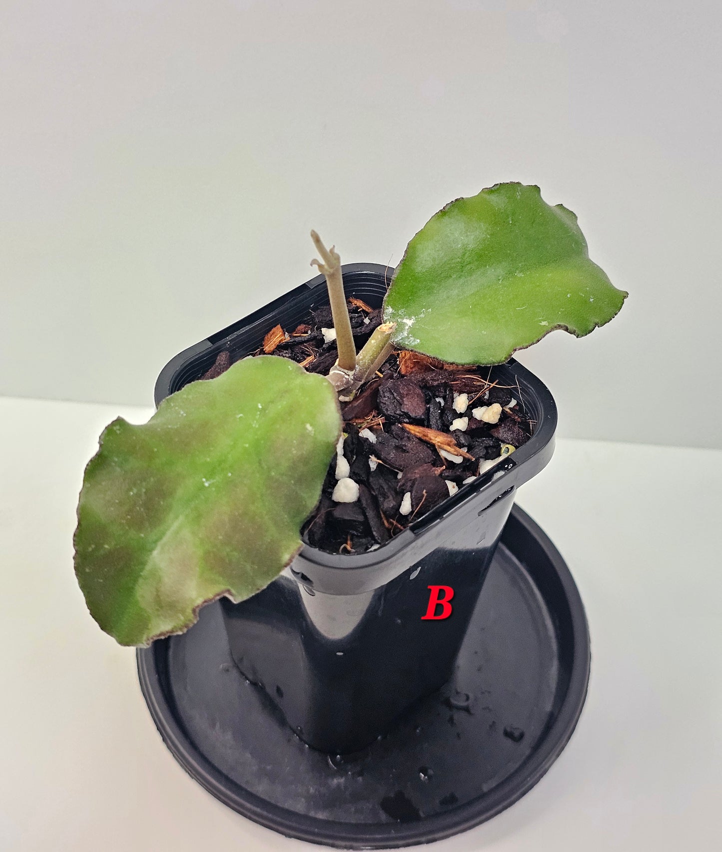 Hoya waymaniae (Borneo Species)