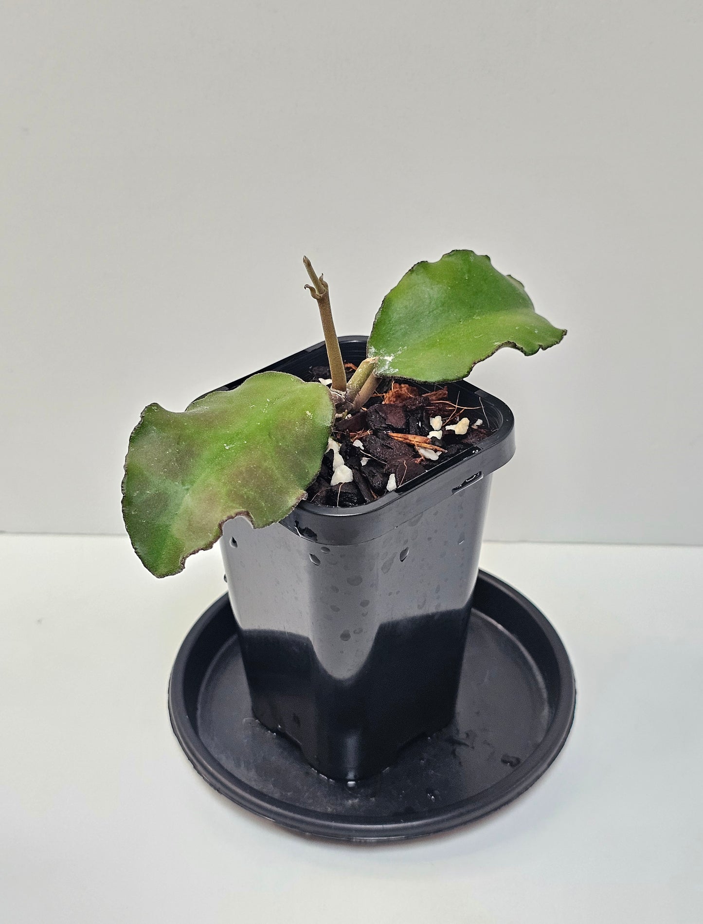 Hoya waymaniae (Borneo Species)