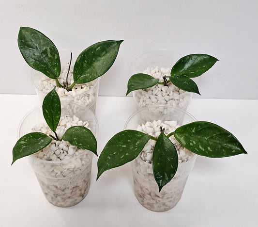 Hoya lai chau 'Splash' (Rooted Cutting)