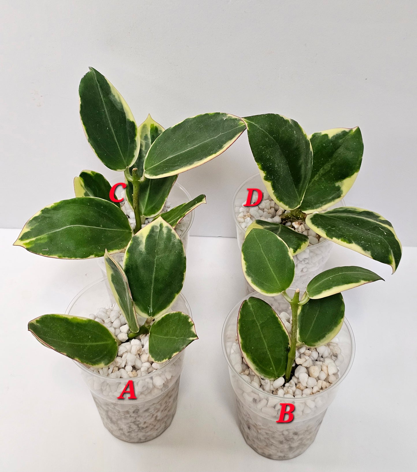 Hoya Sp. Para Albomarginata (Rooted Cutting)