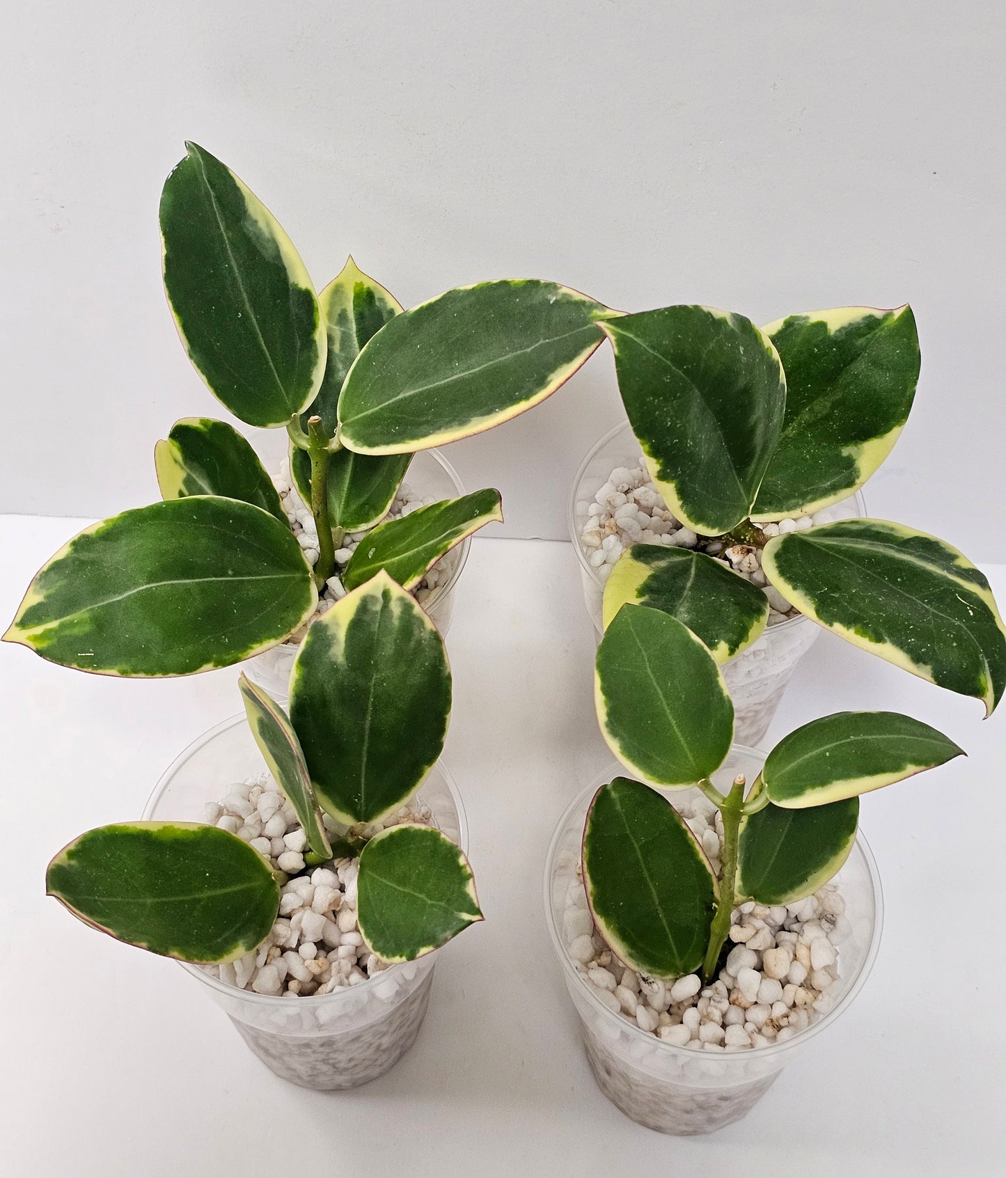 Hoya Sp. Para Albomarginata (Rooted Cutting)