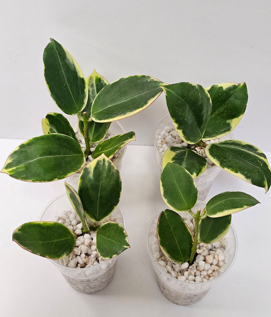 Hoya Sp. Para Albomarginata (Rooted Cutting)