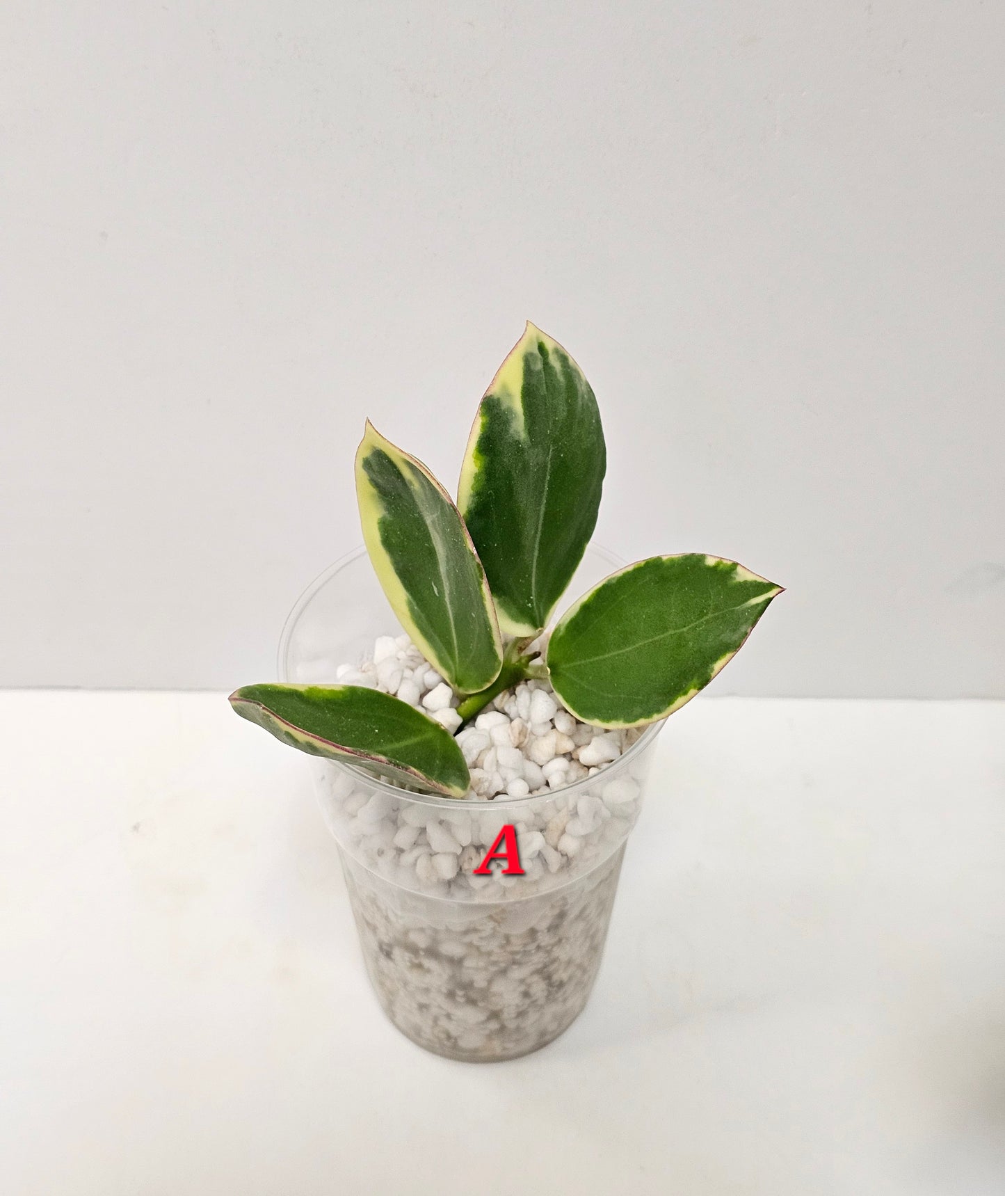 Hoya Sp. Para Albomarginata (Rooted Cutting)