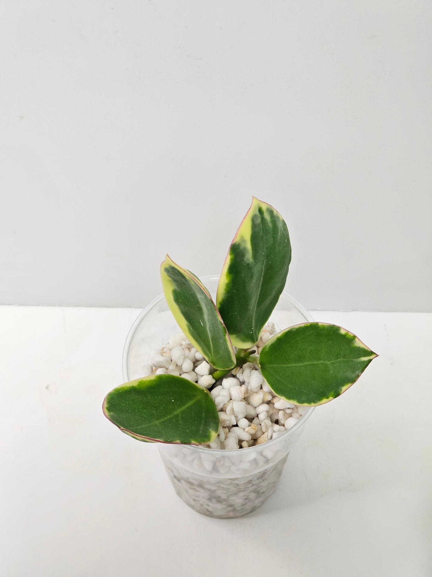 Hoya Sp. Para Albomarginata (Rooted Cutting)