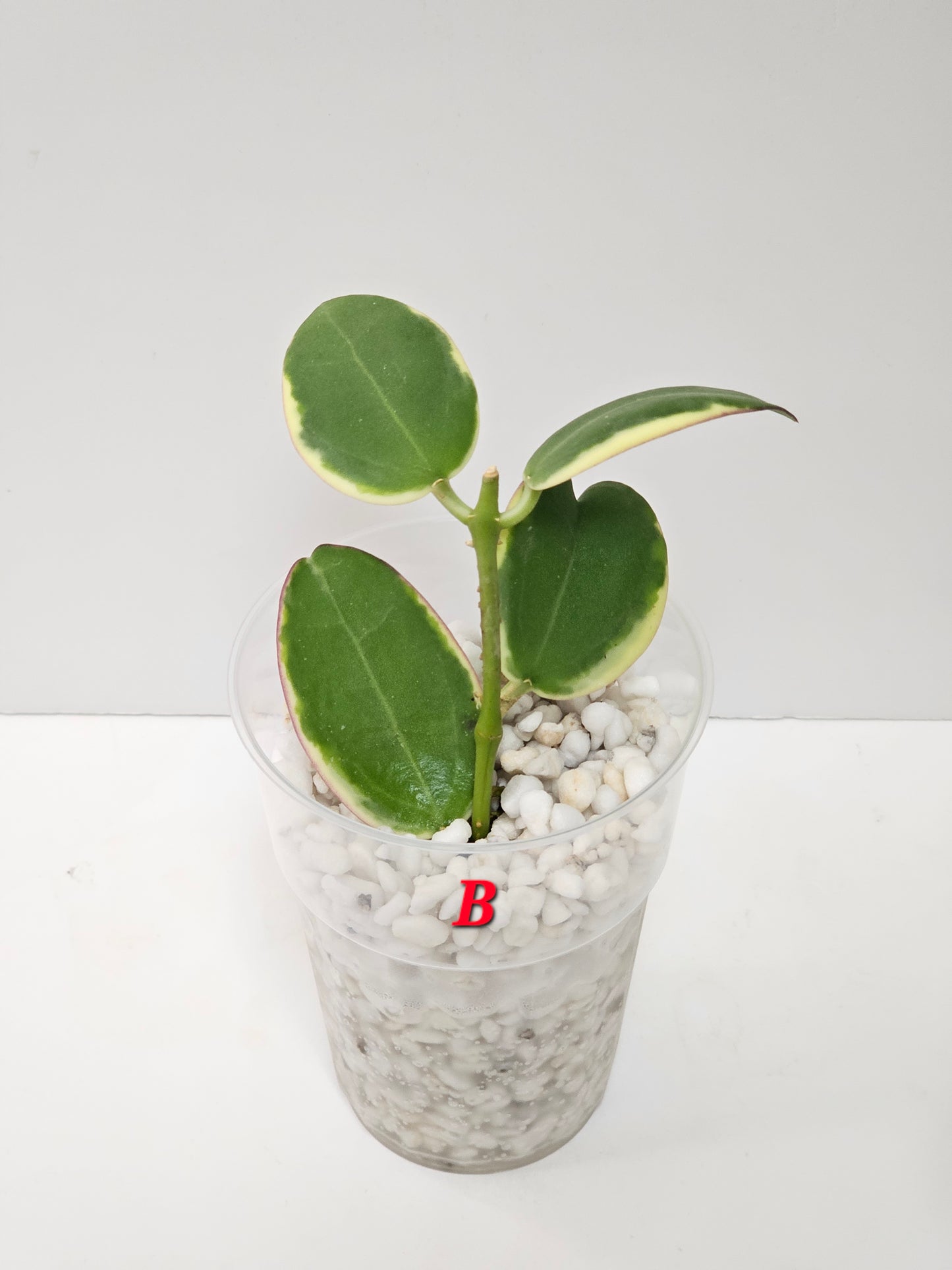 Hoya Sp. Para Albomarginata (Rooted Cutting)