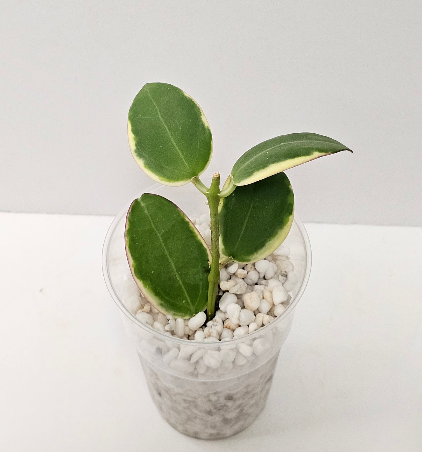 Hoya Sp. Para Albomarginata (Rooted Cutting)