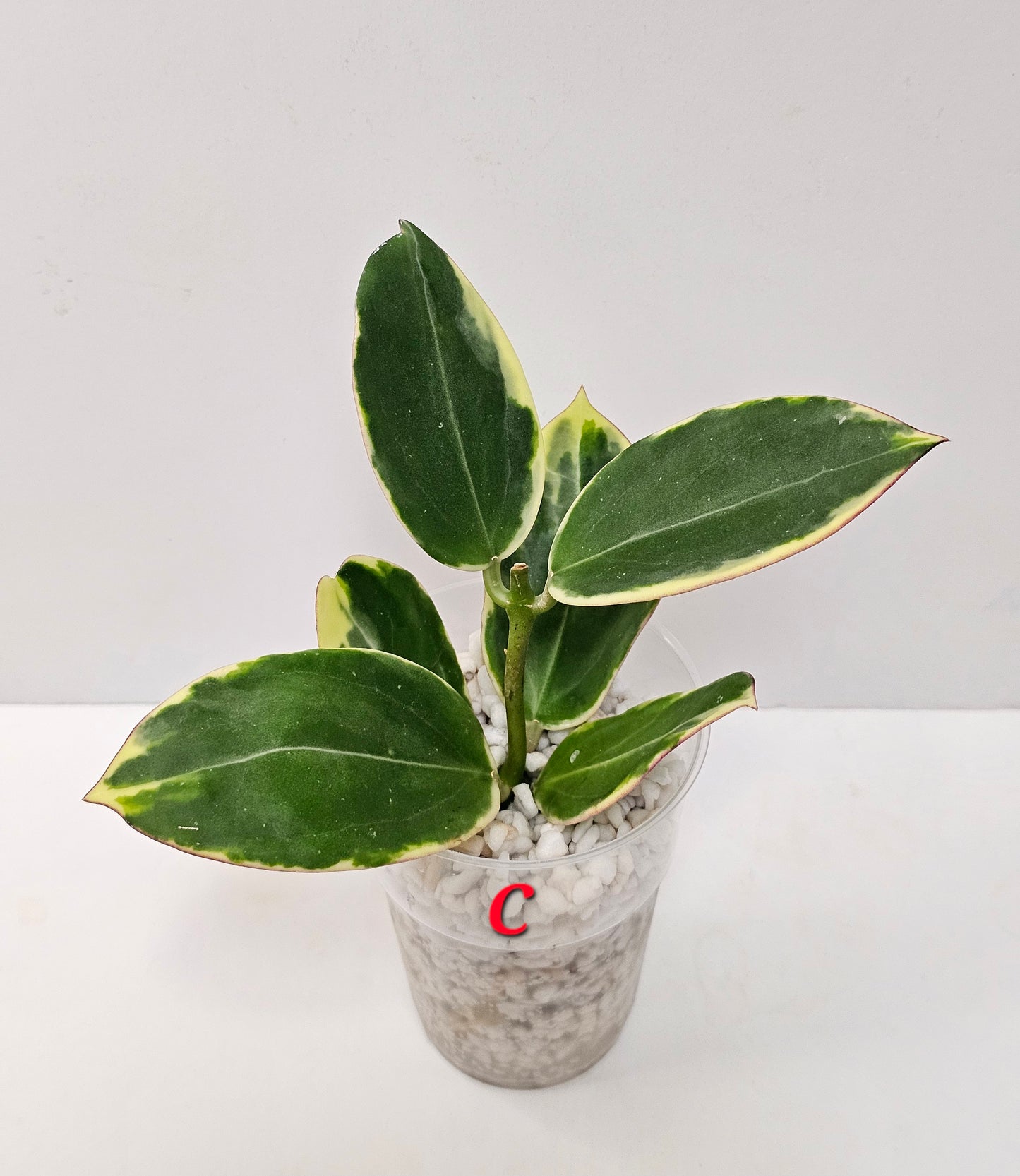 Hoya Sp. Para Albomarginata (Rooted Cutting)