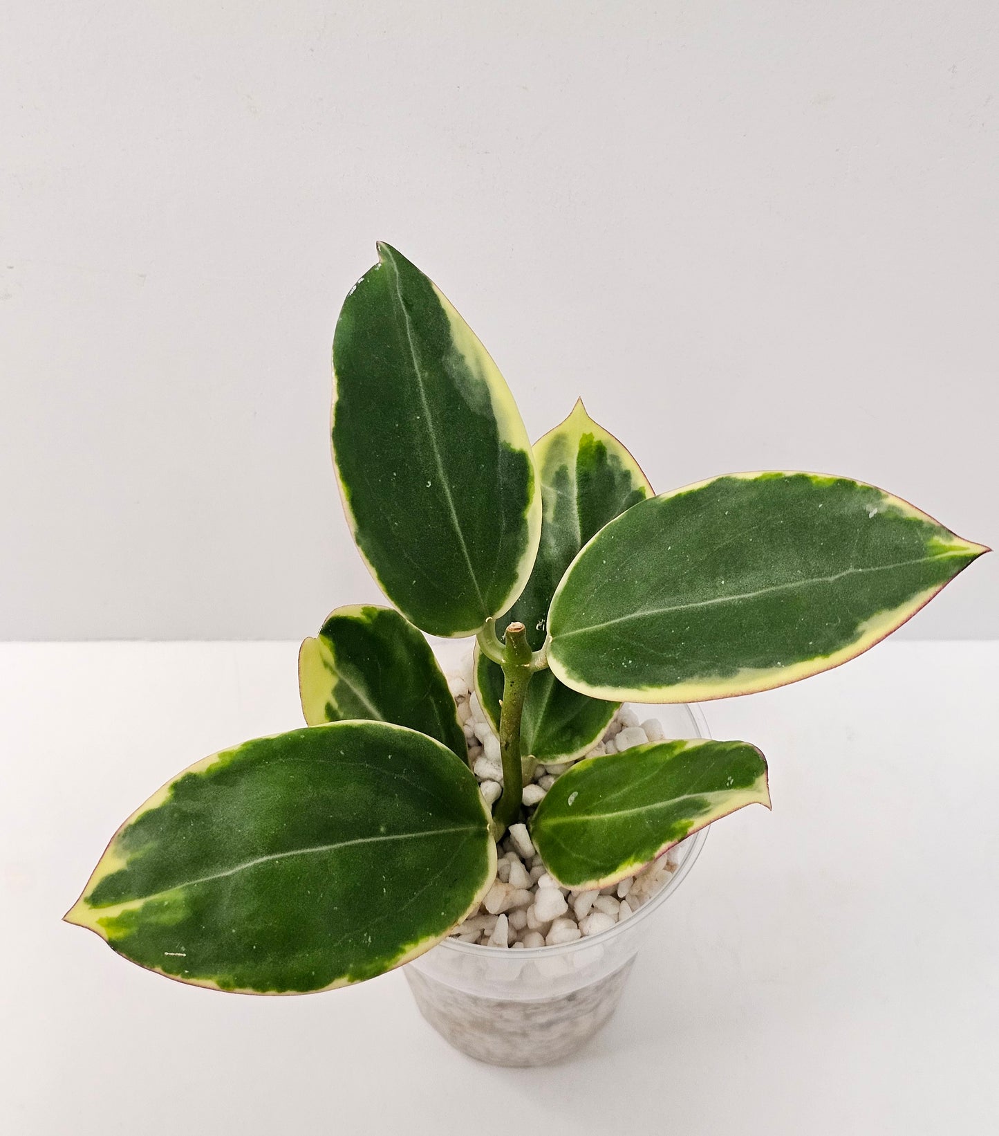 Hoya Sp. Para Albomarginata (Rooted Cutting)