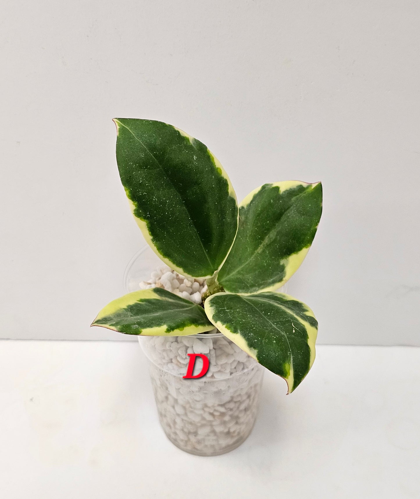 Hoya Sp. Para Albomarginata (Rooted Cutting)