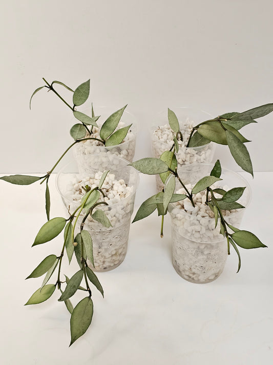 Hoya lacunosa 'Louisa's Silver' (Rooted Cutting)