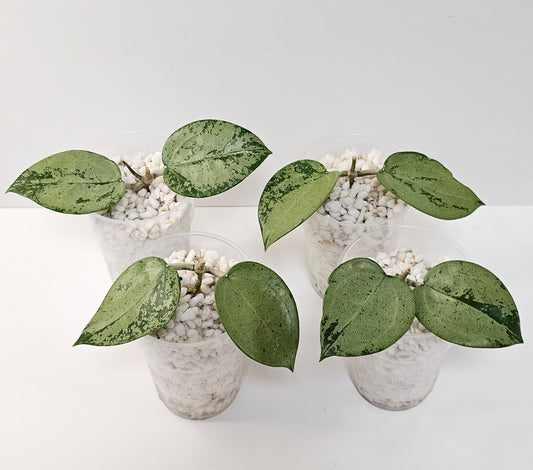 Hoya verticillata  'Silver Heart' (Rooted Cutting)
