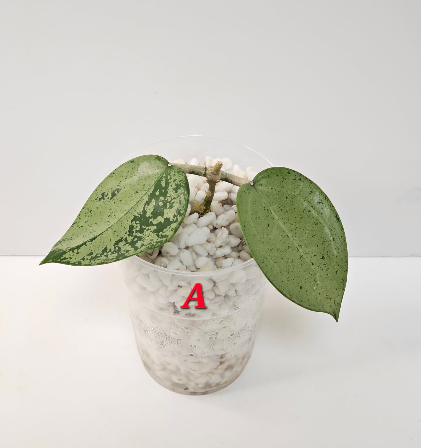 Hoya verticillata  'Silver Heart' (Rooted Cutting)