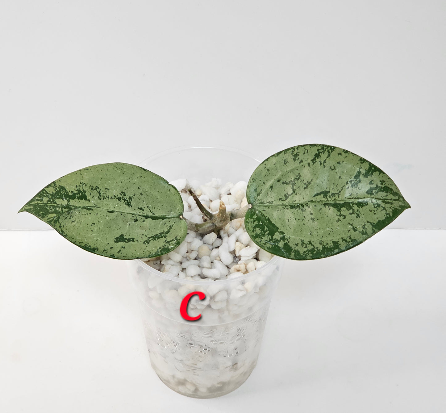 Hoya verticillata  'Silver Heart' (Rooted Cutting)