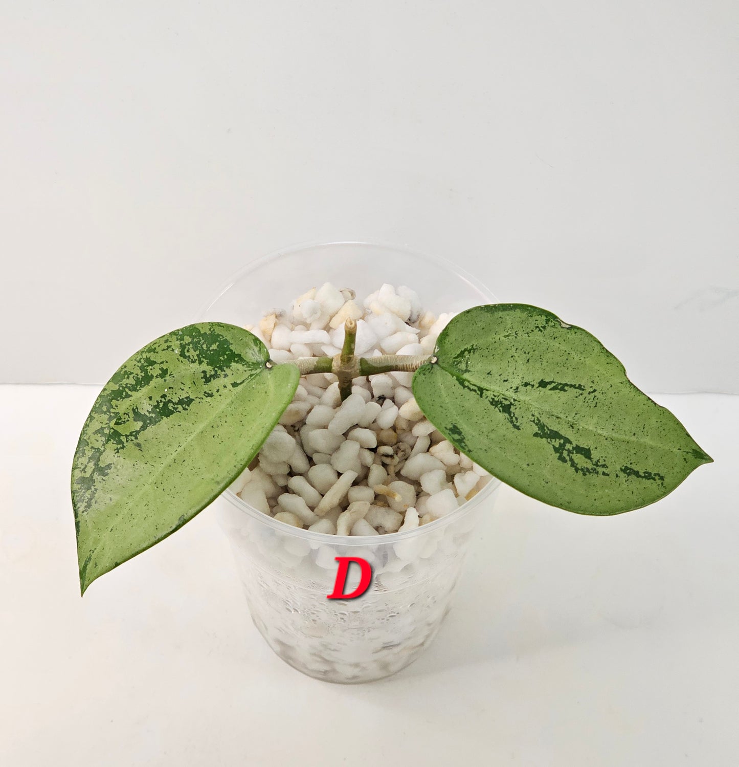 Hoya verticillata  'Silver Heart' (Rooted Cutting)