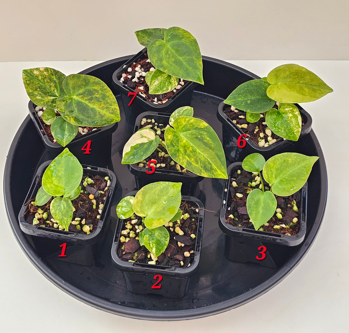 Variegated Anthurium forgetii x DC hybrid