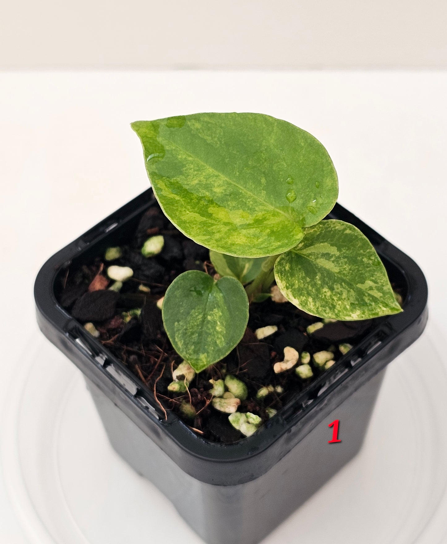 Variegated Anthurium forgetii x DC hybrid