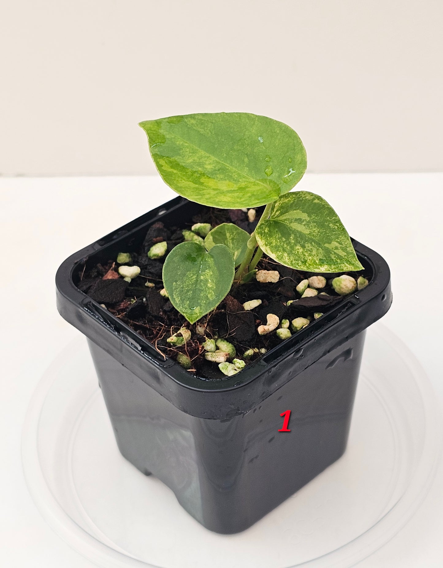 Variegated Anthurium forgetii x DC hybrid