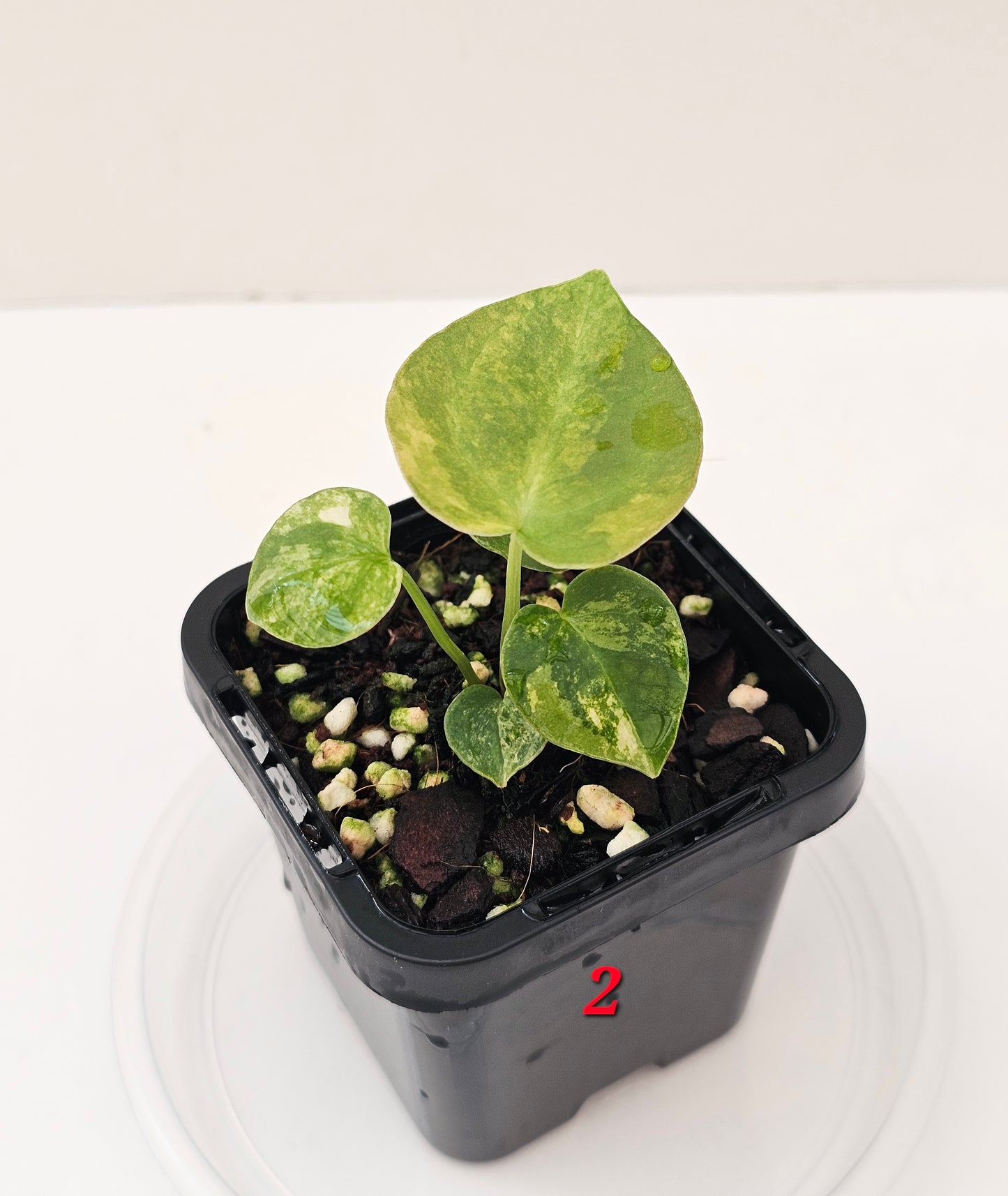 Variegated Anthurium forgetii x DC hybrid