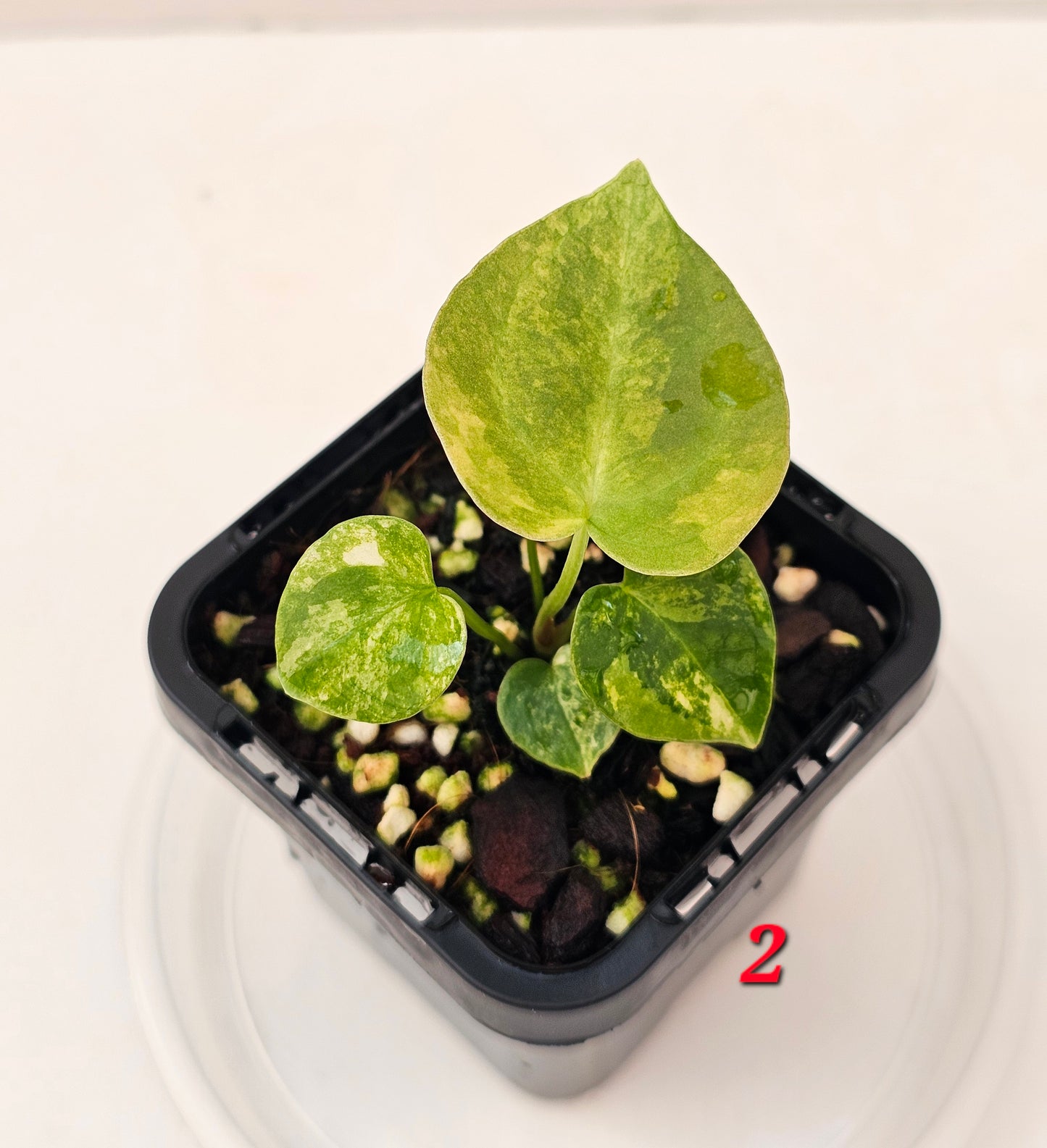 Variegated Anthurium forgetii x DC hybrid