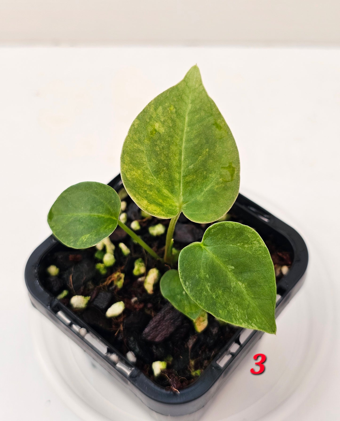 Variegated Anthurium forgetii x DC hybrid