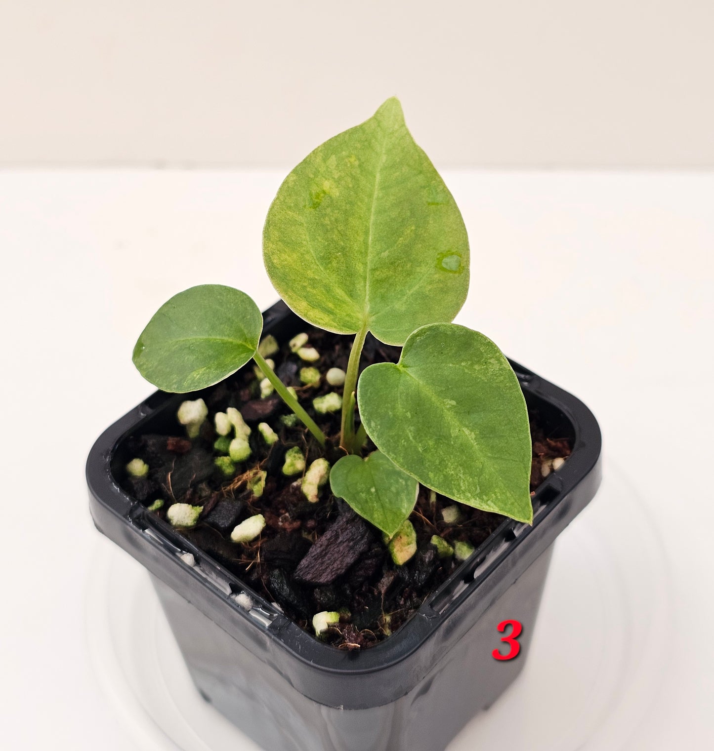 Variegated Anthurium forgetii x DC hybrid