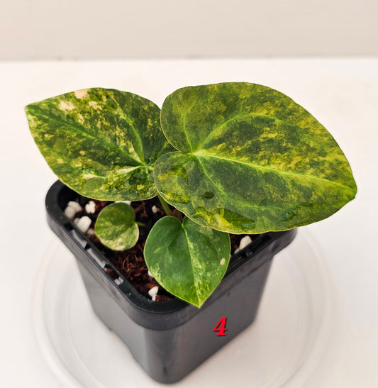Variegated Anthurium doroyaki x DC hybrid