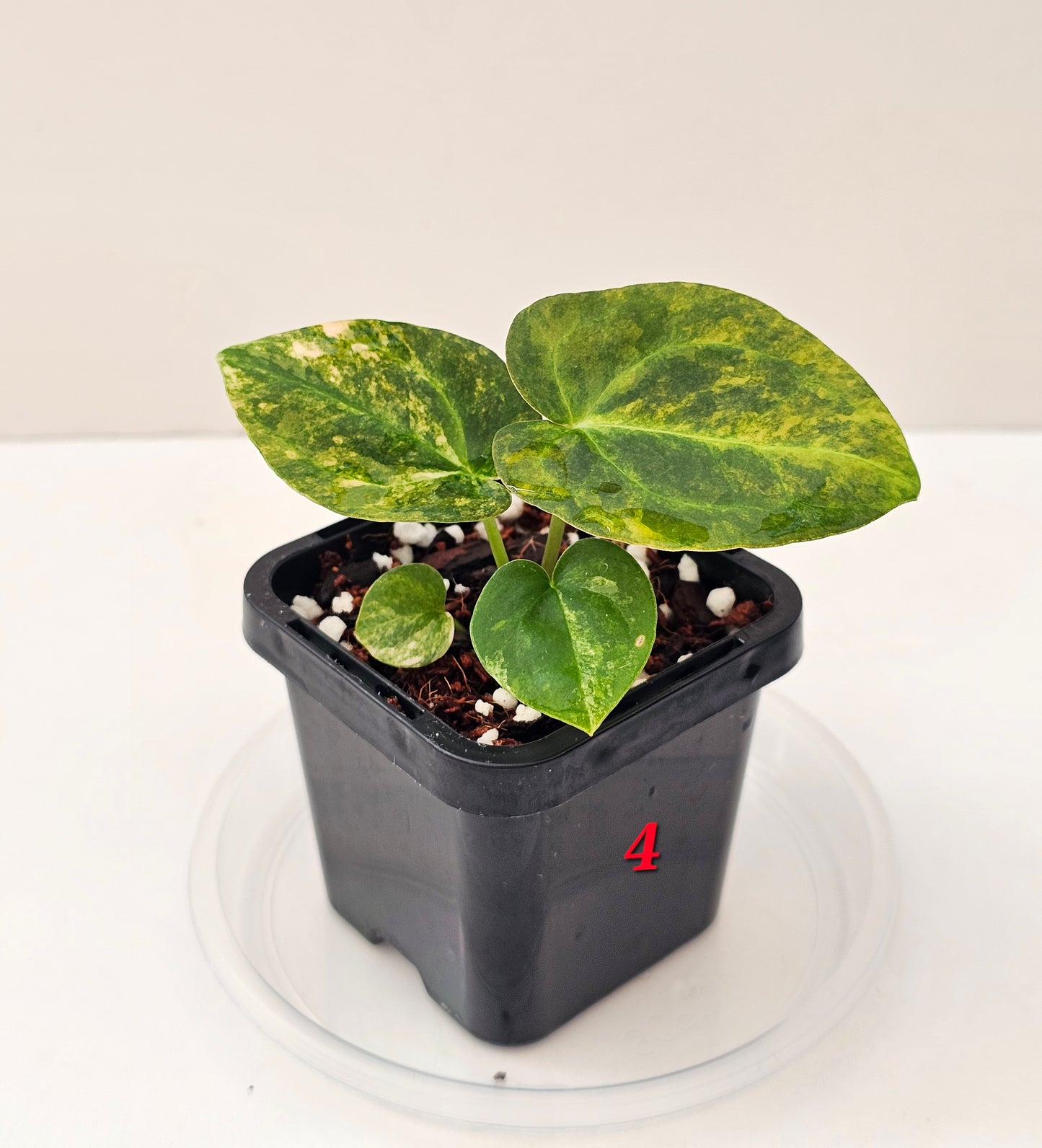 Variegated Anthurium forgetii x DC hybrid